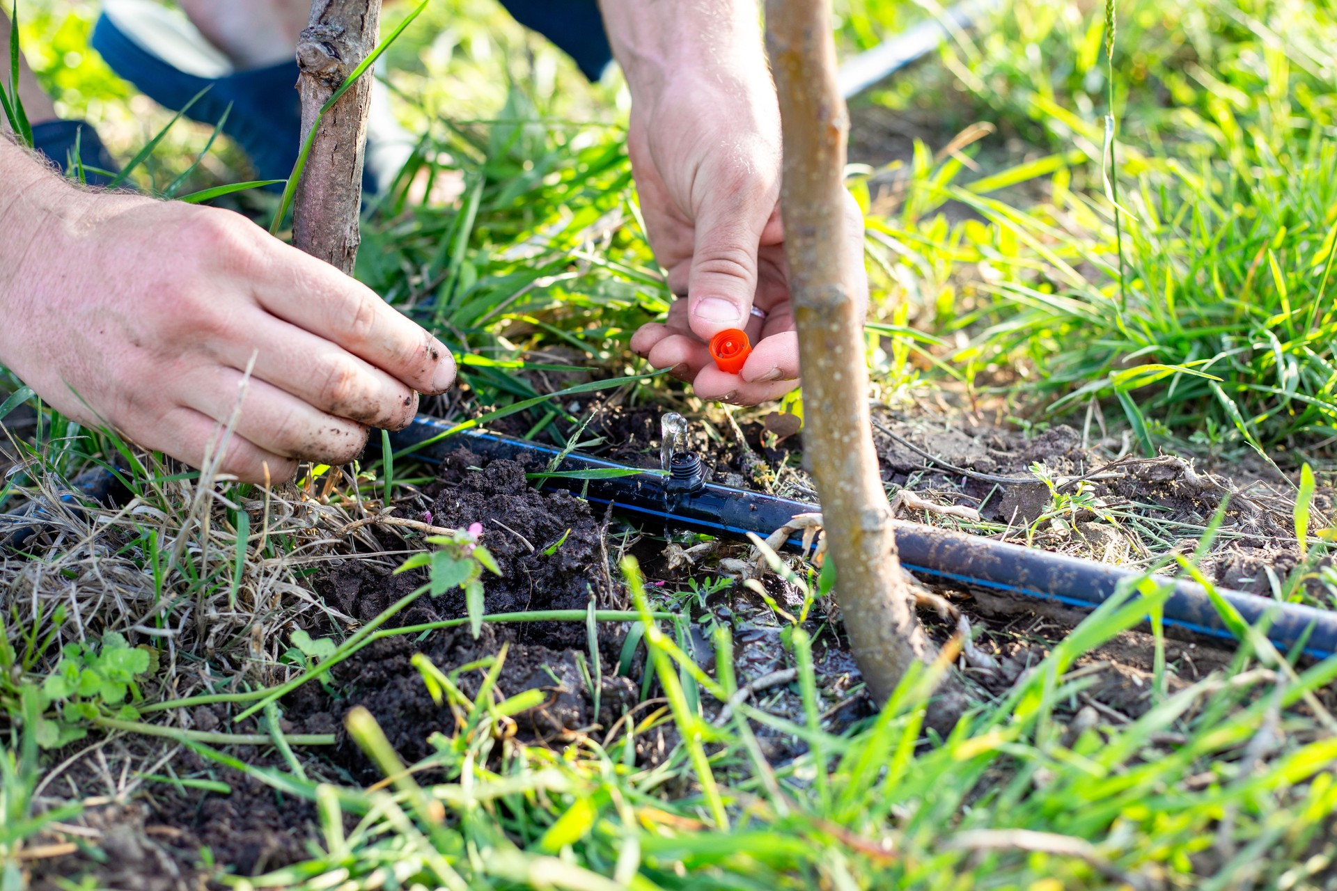 A man installs a drip irrigation system in a garden, adjusting drip nozzles on a HDPE pipe with a dripping stream of water